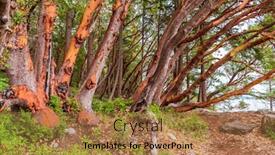  Presentation with green abstract - Beautiful PPT theme featuring abstract-red-arbutus-and-green backdrop and a coral colored foreground