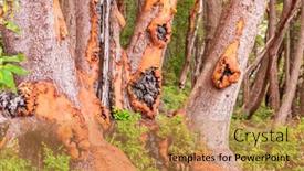  Presentation with green abstract - Slides with abstract-red-arbutus-and-green background and a coral colored foreground
