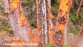 Presentation with abstract green - Colorful theme enhanced with abstract-red-arbutus-and-green backdrop and a coral colored foreground