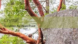  Presentation with abstract red - PPT theme having abstract-red-arbutus-and-green background and a yellow colored foreground