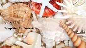  Presentation with pearls - Audience pleasing PPT layouts consisting of abstract-seashell-background-composition backdrop and a coral colored foreground