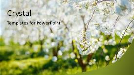  Presentation with earth day - Presentation design consisting of abstract seasonal background flowering orchard background and a light gray colored foreground