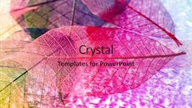  Presentation with abstract leaves - Slide set enhanced with abstract skeleton leaves background background and a coral colored foreground