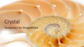 Presentation with outsourced based section - PPT theme having abstract spiral - nautilus shell section background and a coral colored foreground