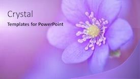  Presentation with pink flowers - Amazing PPT layouts having abstract-spring-background-with-pink backdrop and a lavender colored foreground