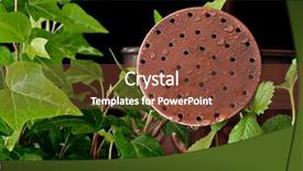  Presentation with green life - PPT layouts consisting of abstract still life image of bronze watering can with green plants macro with shallow dof focus on the spout with water droplets background and a tawny brown colored foreground