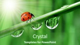  Presentation with fresh start for children - Cool new theme with abstract summer - fresh morning dew and ladybird backdrop and a  colored foreground