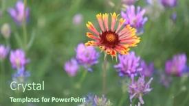  Presentation with summer flowers - Cool new presentation theme with abstract-summer-flowers-on-meadow backdrop and a ocean colored foreground