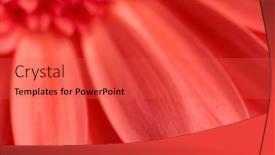  Presentation with gerbera daisy - Presentation enhanced with abstract-teture-background-with-red background and a red colored foreground