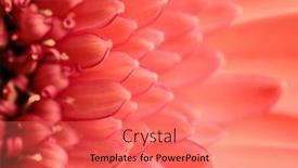  Presentation with gerbera daisy pink flower - Slide deck consisting of abstract-texture-picture-of-pink background and a coral colored foreground