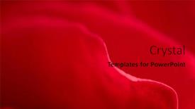  Presentation with rose flower - Theme enhanced with abstract-texture-picture-of-red background and a black colored foreground