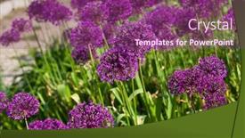  Presentation with card holiday flowers abstract - Audience pleasing slide deck consisting of abstract violet flowers on field shallow dof backdrop and a violet colored foreground