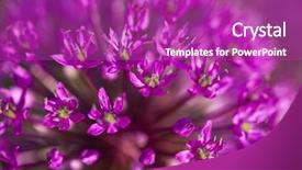  Presentation with field - Cool new PPT layouts with abstract violet flowers on field backdrop and a  colored foreground