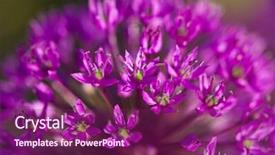  Presentation with card holiday flowers abstract - PPT layouts having abstract violet flowers on field shallow dof background and a violet colored foreground