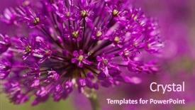  Presentation with purple flowers - Amazing PPT layouts having abstract violet flowers on field backdrop and a violet colored foreground