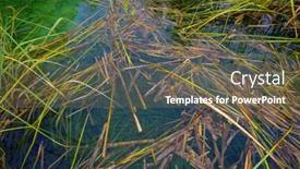  Presentation with water park - Theme enhanced with abstract-water-natural-details background and a violet colored foreground