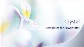  Presentation with white flowers - Theme consisting of abstract white - beautiful flowers made with color background and a sky blue colored foreground