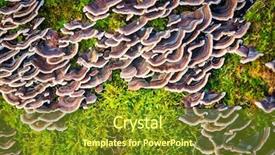  Presentation with elegant abstract of blue green - Beautiful slide set featuring abstract wild musrooms on green backdrop and a tawny brown colored foreground