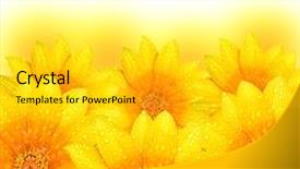  Presentation with soft focus abstract nature - Cool new PPT theme with abstract yellow flowers border background backdrop and a light gray colored foreground