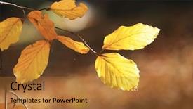  Presentation with orange abstract - Audience pleasing slide set consisting of abstract yellow tree twig backdrop and a red colored foreground