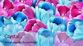  Presentation with color pink - Colorful presentation theme enhanced with abstrat beautiful combination color - background of blue and pink backdrop and a  colored foreground