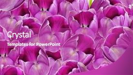  Presentation with color pink - Amazing slides having abstrat beautiful combination color - background of dark pink tulips backdrop and a  colored foreground