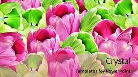  Presentation with pink green - Audience pleasing presentation consisting of abstrat beautiful combination color - background of pink and green backdrop and a  colored foreground