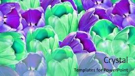  Presentation with purple green - Audience pleasing presentation theme consisting of abstrat beautiful combination color - background of purple and green backdrop and a  colored foreground