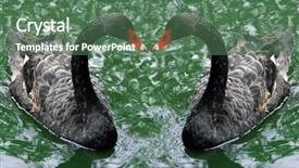 Presentation with swimming - Beautiful slide deck featuring abstrat beautiful combination color - black swans swimming together close backdrop and a ocean colored foreground