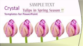  Presentation with pure white - Amazing PPT theme having abstrat beautiful combination color - pink tulips in a row backdrop and a  colored foreground