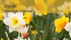  Presentation with springtime - Amazing slides having narcis - abundance of daffodils growing backdrop and a gold colored foreground