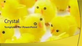  Presentation with chicks - Beautiful PPT layouts featuring abundance of easter chicks backdrop and a yellow colored foreground