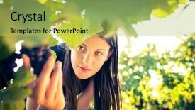  Presentation with food inspection - PPT theme having food inspection - grapes in a vineyard being background and a yellow colored foreground