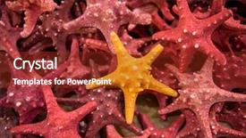  Presentation with analysis risk top view - Amazing slide deck having top view of plenty starfish backdrop and a tawny brown colored foreground