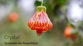  Presentation with lantern chinese - Presentation design enhanced with abutilon-chinese-lantern-flower-abutilon background and a violet colored foreground