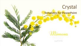  Presentation with branch - Audience pleasing slide deck consisting of acacia - branch of mimosa isolated backdrop and a cream colored foreground