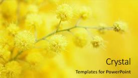  Presentation with flower - Slide set consisting of acacia - yellow mimosa flower close-up very background and a yellow colored foreground