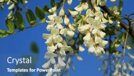  Presentation with flower - Amazing presentation theme having acacia-flower-closeup-robinia-pseudoacacia backdrop and a ocean colored foreground
