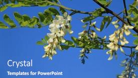  Presentation with flower - Presentation consisting of acacia-flower-closeup-robinia-pseudoacacia background and a teal colored foreground
