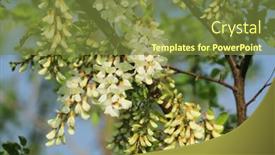  Presentation with flower - Presentation theme with acacia-flower-closeup-robinia-pseudoacacia background and a tawny brown colored foreground