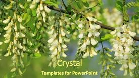  Presentation with bloom - Audience pleasing presentation theme consisting of acacia flower closeup robinia pseudoacacia acacia tree bloom backdrop and a tawny brown colored foreground