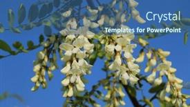  Presentation with bloom - Presentation theme consisting of acacia-flower-closeup-robinia-pseudoacacia background and a ocean colored foreground