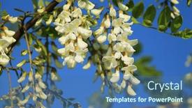  Presentation with flower - PPT theme having acacia-flower-closeup-robinia-pseudoacacia background and a ocean colored foreground
