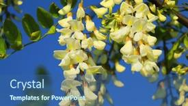  Presentation with flower - Colorful slide deck enhanced with acacia-flower-closeup-robinia-pseudoacacia backdrop and a ocean colored foreground