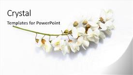  Presentation with white flowers of jasmine - Amazing PPT theme having acacia flowers isolated on white backdrop and a white colored foreground