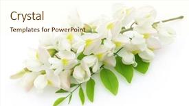  Presentation with watercolor wreath of flowers - Audience pleasing presentation theme consisting of acacia flowers backdrop and a cream colored foreground
