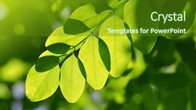  Presentation with locust - Presentation theme consisting of  background and a  colored foreground