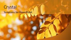  Presentation with locust - Cool new theme with  backdrop and a  colored foreground