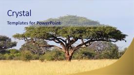  Presentation with africa - Audience pleasing slide deck consisting of top view sandwich with rustic bread and soft goat cheese with herbs near slices of homemade luxury rye bread with figs and rosemary spice on craft paper on wooden table backdrop and a tawny brown colored foreground