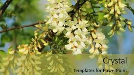  Presentation with spring tree - Audience pleasing presentation design consisting of acacia tree flowers blooming backdrop and a gold colored foreground